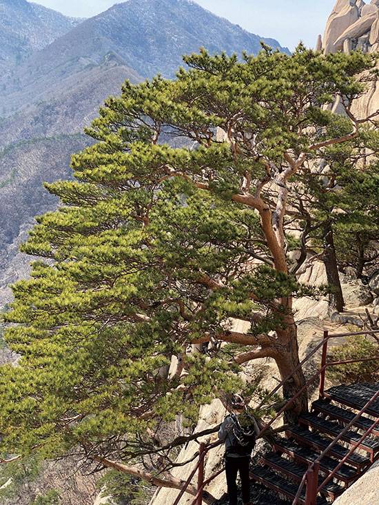 너무도 아름다운 눈잣나무.