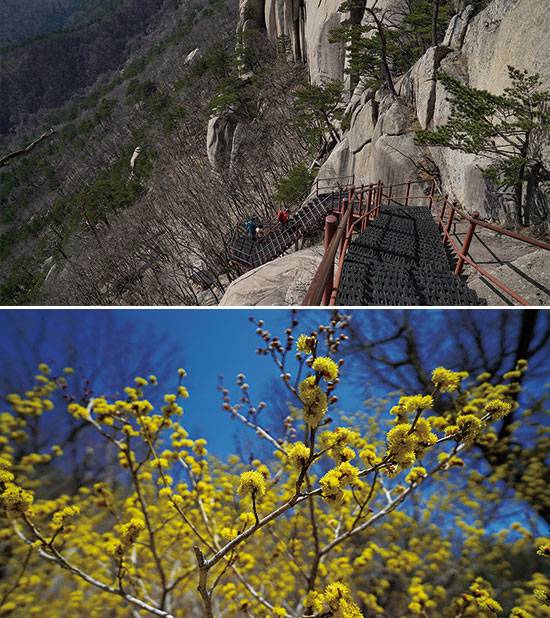 수직암릉을 오르는 길은 천천히 숨을 쉬며 오르는 게 중요하다, 설악에도 산수유가 열렸다.