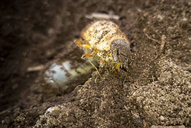 권혁재 핸드폰사진관/장수풍뎅이 애벌레