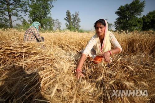 4월 30일 인도 잠무에서 밀을 수확하는 농부.  [신화 연합뉴스 자료사진. 재판매 및 DB 금지]