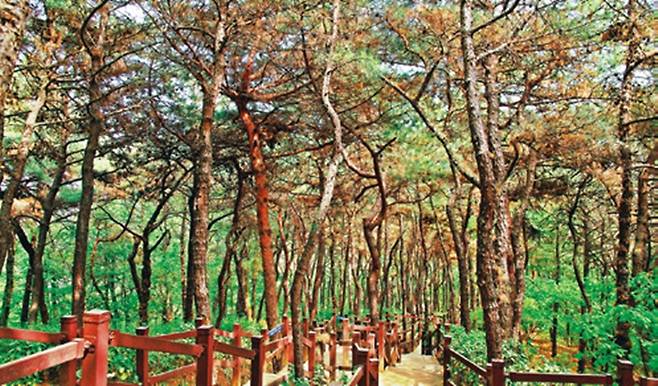 봉제산 소나무숲.