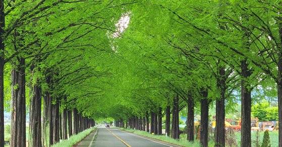 곡성 메타세쿼이아 가로수길. 곡성 읍내에 사는 김탁환 작가가 매일 출퇴근하며 감상하는 길이다. 가로수 바깥으로 사람이 다니는 길이 나 있다.