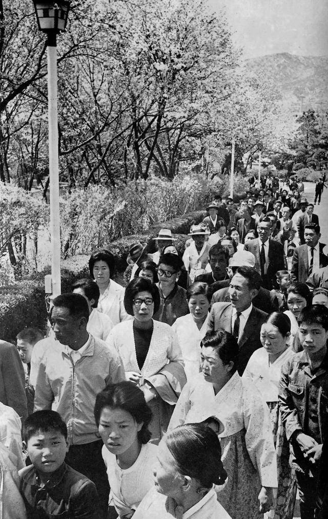 봄꽃이 한창인 1967년 4월 19일 부터 23일까지 청와대를 개방했다. 22일 청와대 개방 4일째를 맞아 상춘객들이 벚꽃과 개나리가 뒤덮인 청와대뜰을 메웠으며 이날 하루에만 4만3천여명의 상춘객들이 줄을 이어 청와내 경내를 관람했다. 매년 벚꽃이 피는 시기에 맟춰 청와대를 개방했으면 관람객들은 대부분 시골서온 상춘객들로 벚꽃과 개나리로 뒤덮인 대통령 관저를 신기한듯 둘러보았다. 한국일보 자료사진