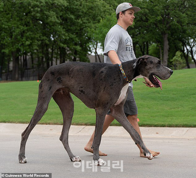 기네스북의 ‘살아있는 세계에서 가장 키가 큰 개’ 기록을 경신한 제우스. (사진=기네스북 홈페이지)