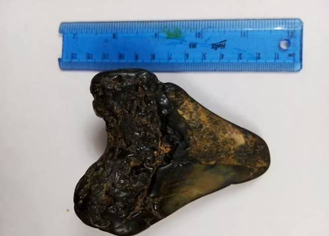 영국의 6세 소년이 서퍽주 해변에서 발견한 300만년 전 메갈로돈 이빨 화석