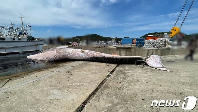 경북 포항시 남구 구룡포 앞 바다에서 해양보호생물로 지정돼 있는 참고래 한마리가 혼획됐다.해경이 중장비를 이용, 육지로 끌어올리고 있다.(포항해양경찰서제공)2022.5.10/© 뉴스1