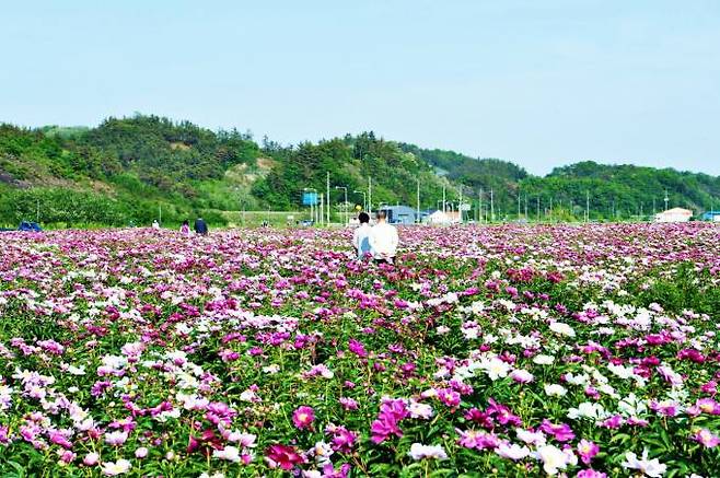 작약꽃이 활짝핀 영천시 화남면 삼창리. (영천시 제공) 2022.05.10