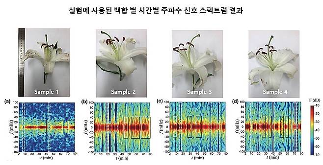 [대전=뉴시스] 실험에 사용된 백합들의 시간별 주파수 신호 스펙트럼 결과. *재판매 및 DB 금지