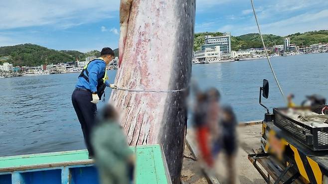 죽은 채 발견된 참고래 [포항해양경찰서 제공. 재판매 및 DB 금지]