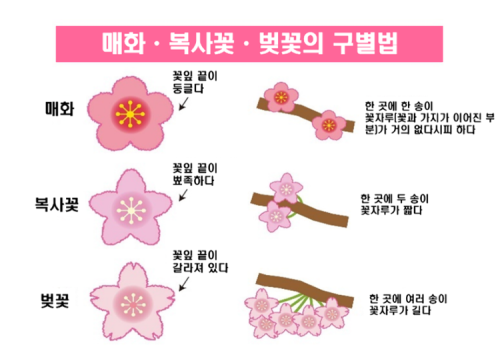 복숭아, 매화, 벚꽃 나무가 비슷하다는 점에서 셋을 구분하는 설명자료가 공유되기도 했다. 온라인 커뮤니티 캡처