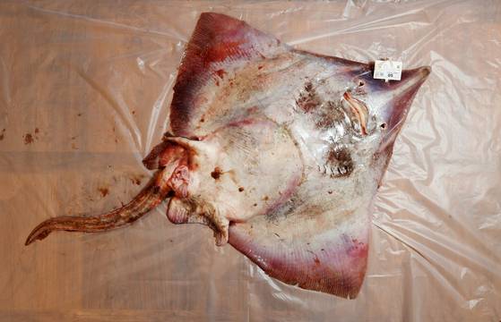 7.9 ㎏ 되는 흑산도 홍어 암치. 코 부분에 신안군 수협 바코드가 붙어있다. 신인섭 기자