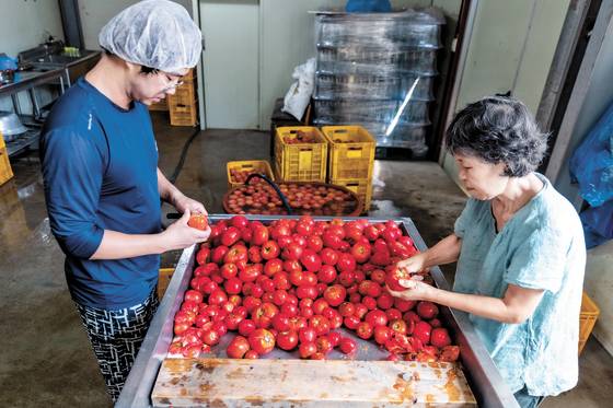 원혜덕 선생(오른쪽)과 아들 김진평씨가 오전에 수확한 완숙 토마토에서 꼭지와 흠집을 제거하고 있다. 박종근 기자