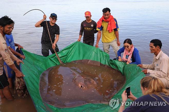 꼬리 길이만 2ｍ에 달하는 메콩강 서식 거대 가오리 [AFP 연합뉴스 자료사진. 재판매 및 DB 금지]