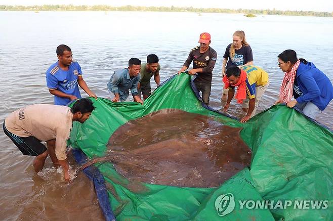 메콩강 어부들이 건져올린 거대 암컷 가오리 [AFP 연합뉴스 자료사진. 재판매 및 DB 금지]