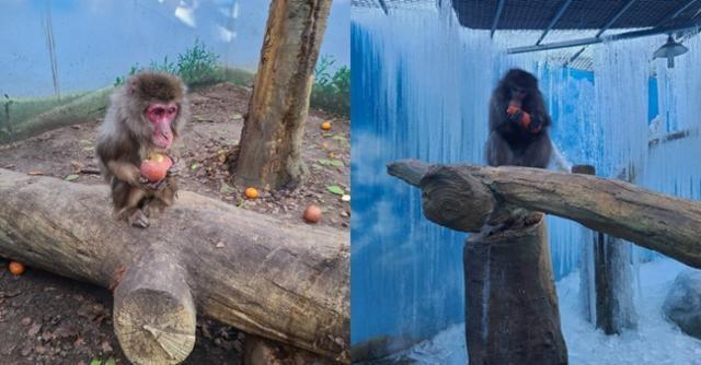 고드름이 가득한 사육장에서 길러진 대구 한 동물원의 원숭이(오른쪽 사진)와 구조된 후 개인 봉사자가 준 과일을 들고 있는 원숭이. 금빛실타래 블로그 캡처