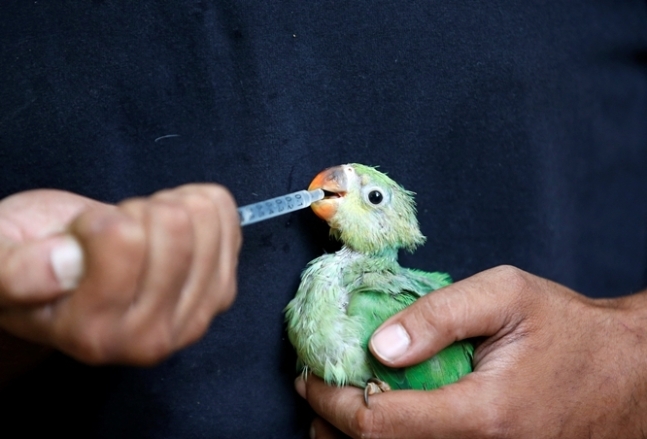 인도 구자라트주 소재 한 비영리 기관이 운영하는 동물병원에서 탈수 증상을 겪는 새에 멀티 비타민을 섞여 물을 먹이고 있다. 구자라트=로이터