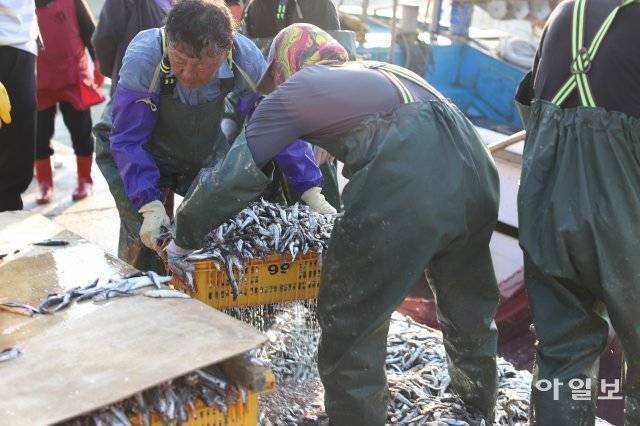 멸치 옮기는 어부들.