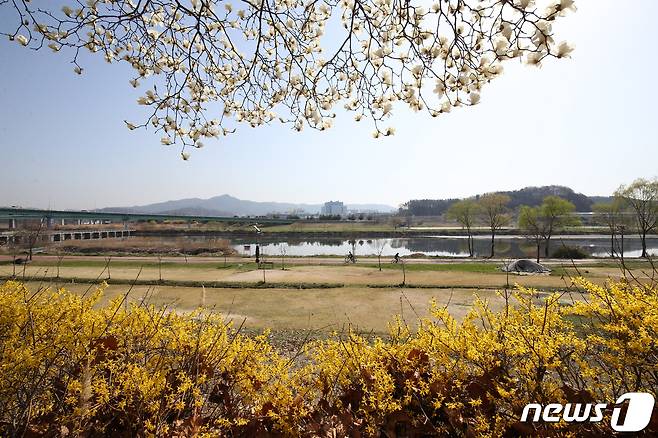 봄철의 대전 갑천. © News1 김기태 기자