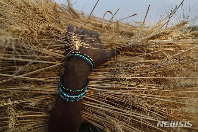 [가네쉬퍼(인도)=AP/뉴시스] 세계 밀 생산량 2위 국가인 인도가 14일 식량 안보를 이유로 밀 수출을 전격 금지했다. 작년 4월11일 우타르 프라데시주 가네쉬퍼 마을에서 한 여성이 손에 수확한 말을 들고 있다. 2022.05.14