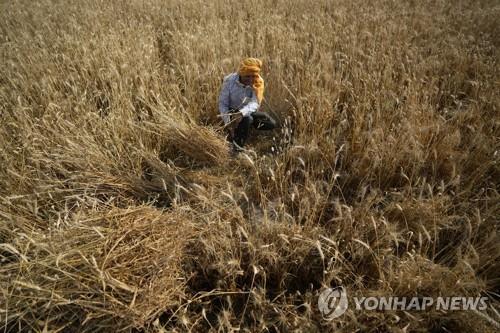 인도의 밀 농부 작업 모습 [AP 연합뉴스 자료사진. 재판매 및 DB 금지]