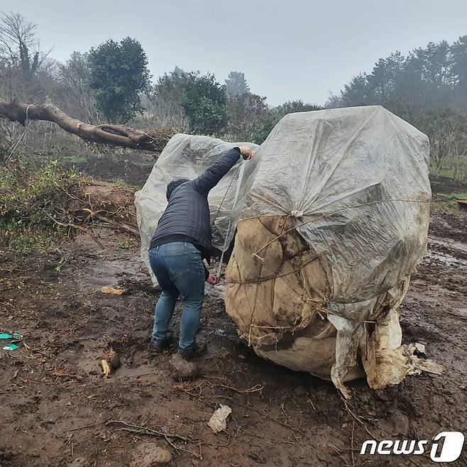 서귀포시에서 무단 벌채된 팽나무.(제주자치경찰단 제공) 2022.5.16/뉴스1© News1