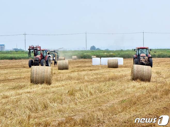 한국농어촌공사 새만금사업단이 새만금에 사료작물 재배면적을 확대한다. 사진은 조사료 수확모습.© 뉴스1