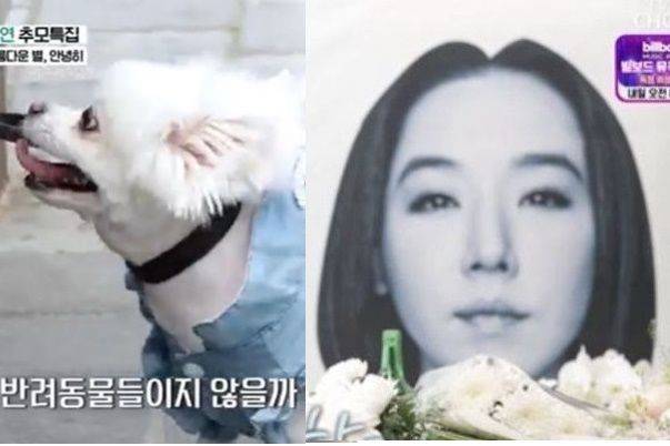 강수연 반려견 /TV조선 '스타다큐 마이웨이'