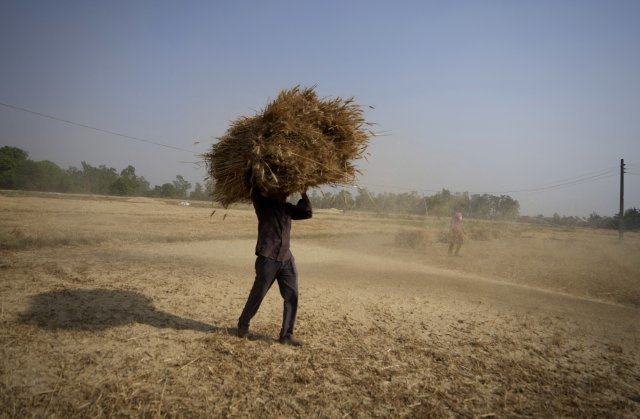 인도의 한 농부가 밀 수확물을 나르고 있다. 사진 AP/뉴시스