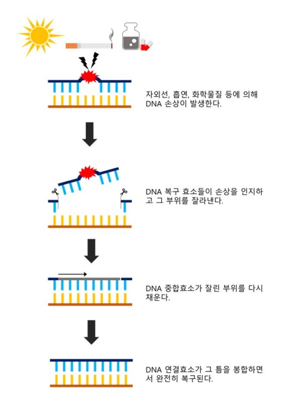 자외선, 흡연 및 화학물질에 의한 DNA 손상과 복구 과정. 표준과학연구원 제공