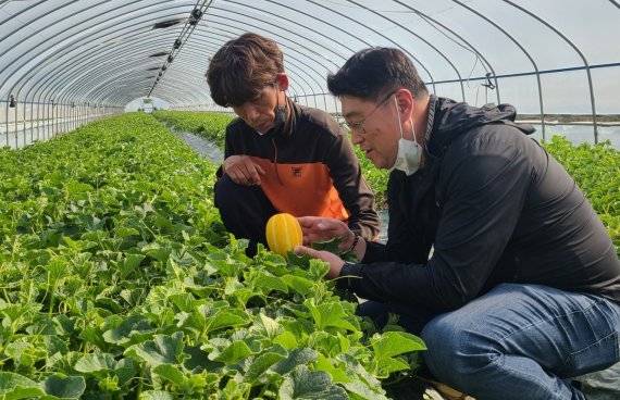 성주참외농가를 방문해 상품을 논의중인 경북권역 김승아 롯데마트 로컬MD. 롯데마트 제공.