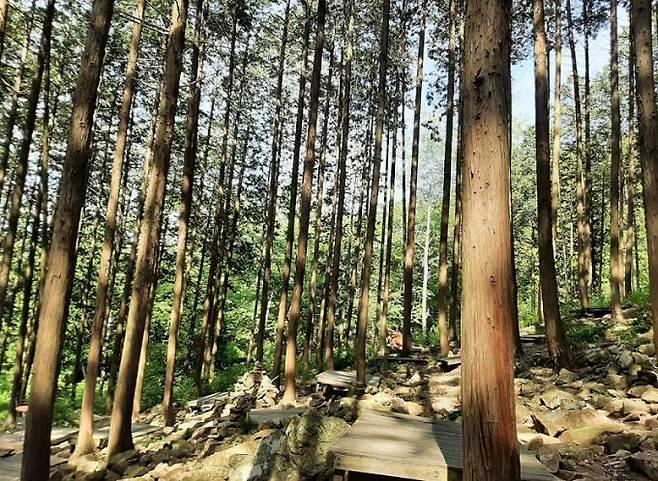 완주 상관편백숲을 찾아 바쁜 일상에서 벗어나 평안을 찾는 방문객들