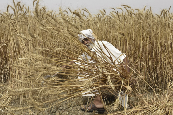 A farmer harvests wheat crop in a field on the outskirts of Amritsar on April 12, 2022. (AFP/Narinder Nanu)