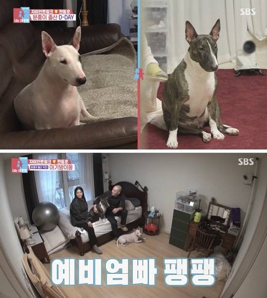 방송에서 공개된 자이언트 핑크의 반려견들. /사진=SBS 예능 '동상이몽2 - 너는 내 운명'