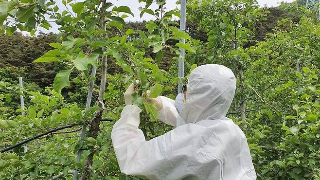 과수 돌발해충 사전방제 추진. (사지=창녕군 제공) *재판매 및 DB 금지