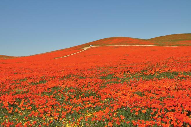 꽃바다 중간에 멈춰 있는 관광객의 차와 비교하면 야생 양귀비(파피) 꽃밭의 크기를 가늠할 수 있다. 한국에서는 금영화라고도 불리며 마약 성분은 없다.