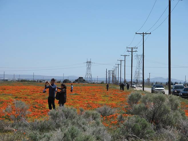 양귀비꽃 군락지에 도착하기 전인데도 성격 급한 관광객들이 차를 세우고 사진 촬영을 하고 있다.