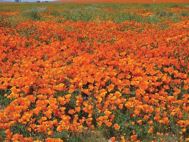 땅 속에서 기다리다 조건이 맞으면 폭발하듯 한꺼번에 개화하는 파피꽃Poppy. 야생 양귀비 또는 금영화라고 국내에서 부른다.