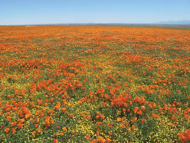 지평선까지 이어진 광활한 꽃 세상. 평생 본 적도 없고 상상도 할 수 없었던 풍경이다.