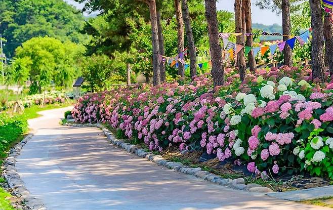 수국 만발한 공주 유구색동수국정원  [공주시 제공. 재판매 및 DB 금지]
