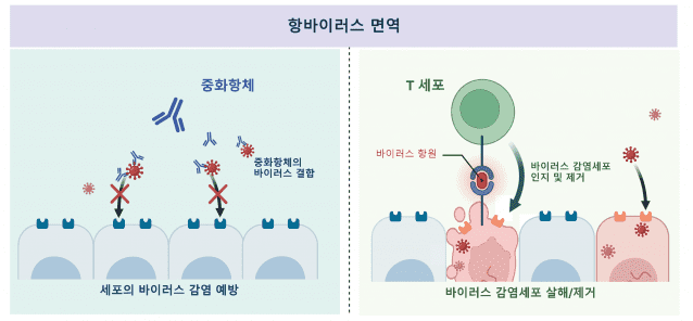 중화항체와 T세포의 항바이러스 면역 기능 (자료=IBS)
