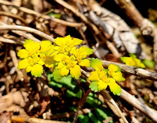 [산청=뉴시스] 괭이눈. *재판매 및 DB 금지