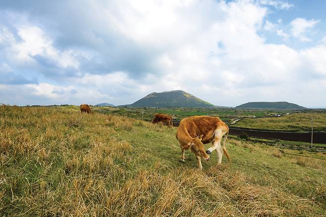 소가 풀을 뜯는 용눈이오름 뒤로 다랑쉬와 아끈다랑쉬가 보인다.