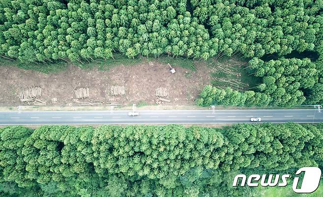 제주시 비자림로 확포장 공사 구간에 삼나무숲이 잘려나간 모습..2018.8.9/뉴스1 © News1