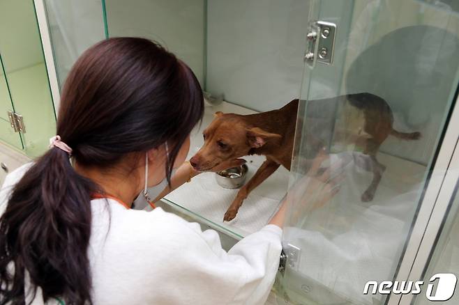 지난 7일 강원 정선 하이원리조트에서 사라진 반려견 '홍시'가 열을 만인 지난 17일 리조트 내에서 직원들에 의해 발견돼 주인 금모씨와 재회하고 있다. (하이원리조트 제공) 2022.5.18/뉴스1 신관호 기자.