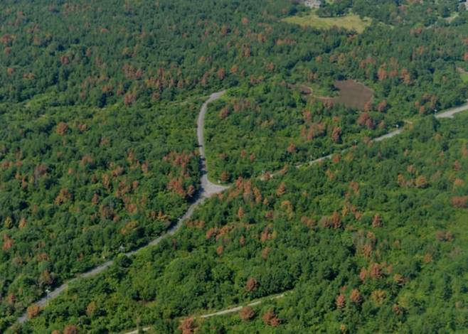 소나무재선충병 피해지역의 모습. /산림청