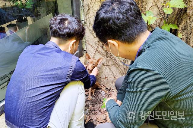 ▲ 하이원리조트 정용국 차장과 박동수 과장이 17일 실종됐던 고객 반려견 홍시를 구조하고 있다.