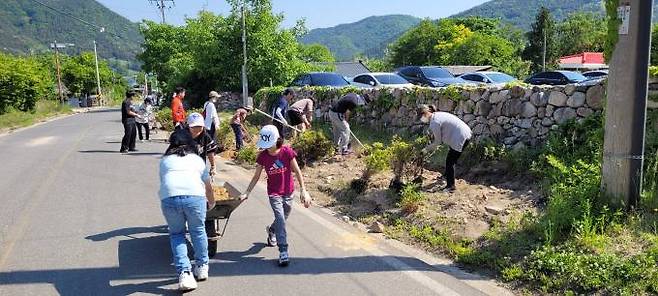 군위군 부계면 대율2리 마을주민들은 지난 17일 아름다운 마을 만들기를 위해 마을 도로변에 영산홍 1500그루를 심었다. (군위군 제공) 2022.05.18