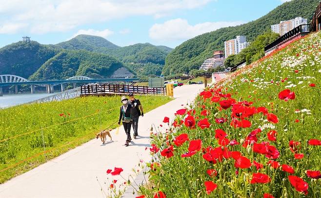 계절 꽃 만발한 단양 남한강변.(사진=단양군 제공) *재판매 및 DB 금지