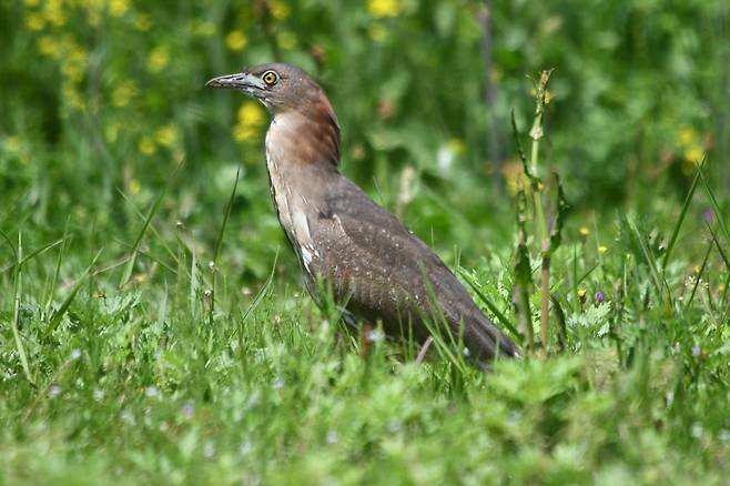 충남 서해안 일대에서 확인된 멸종위기종 붉은해오라기 - 국립생태원 제공