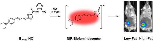 '분자 프로브'로 잡은 근적외선 생체발광 이미지 [미국 일리노이대 어배너-섐페인 연구진, 2022년 5월 'ACS 중심 과학' 논문 캡처. 재판매 및 DB 금지]